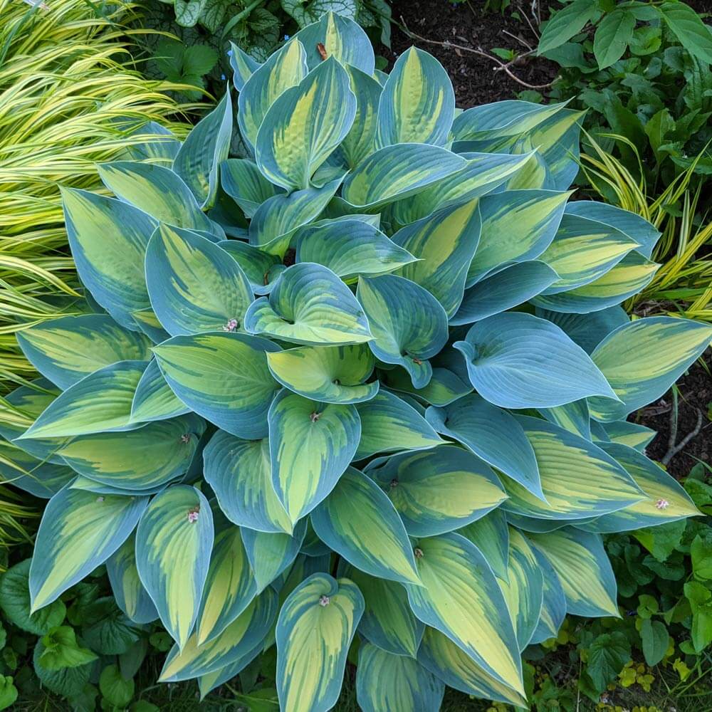June Hosta Seeds - Flower Plant