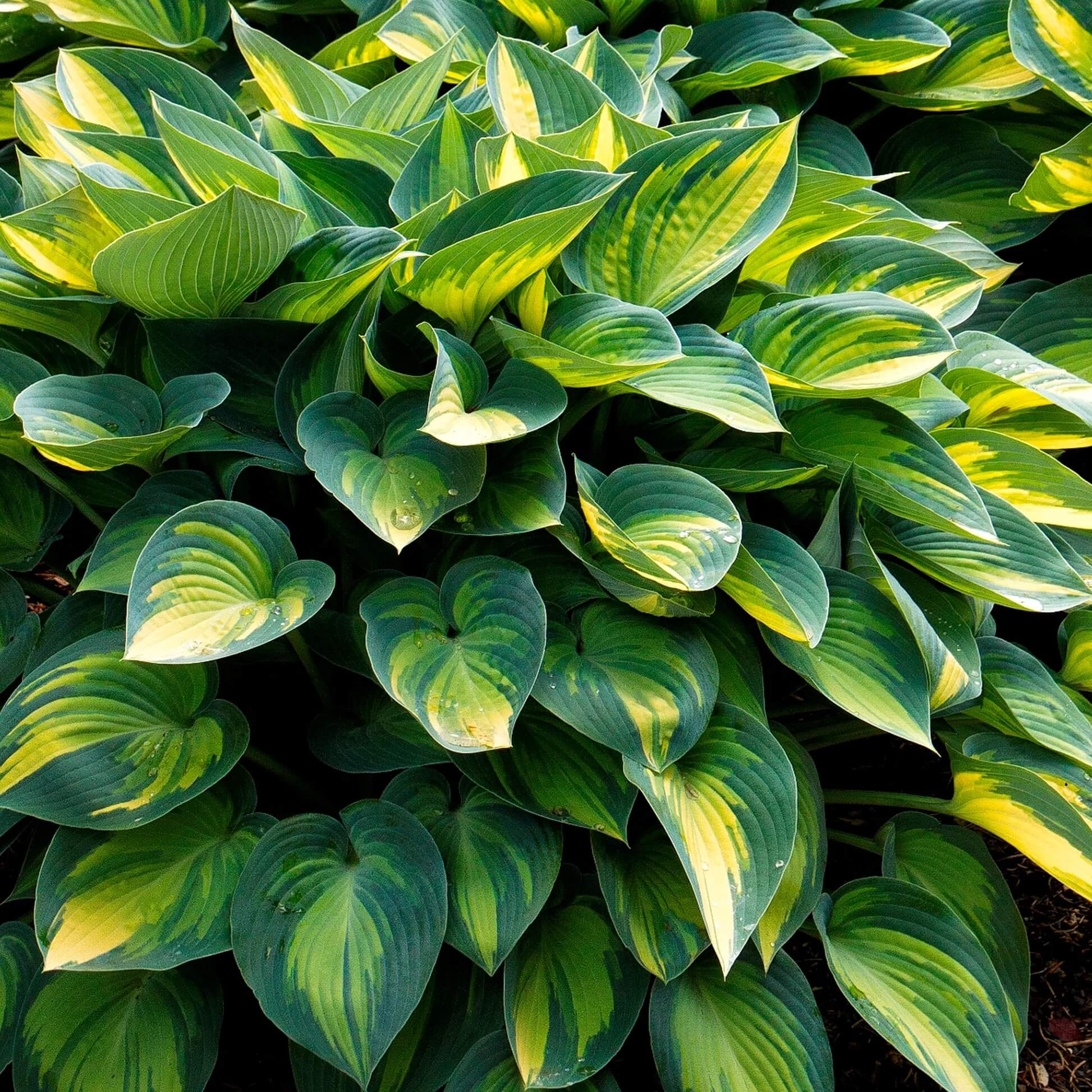 June Hosta Seeds - Flower Plant