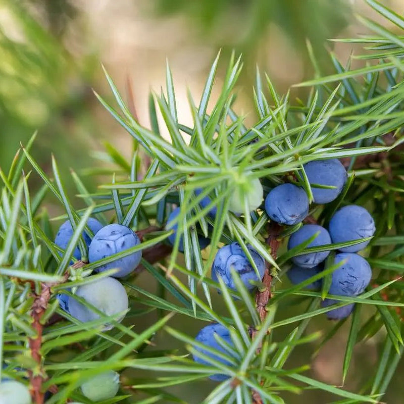 Juniper  berry Seeds