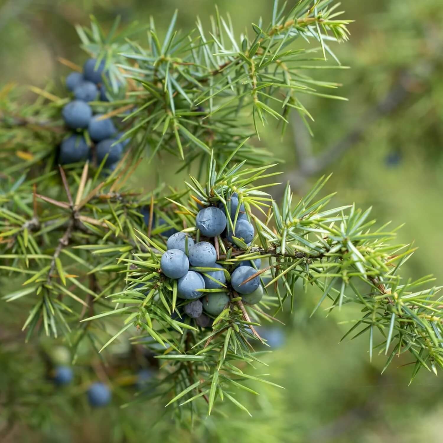 Juniper  berry Seeds