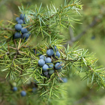 Juniper  berry Seeds