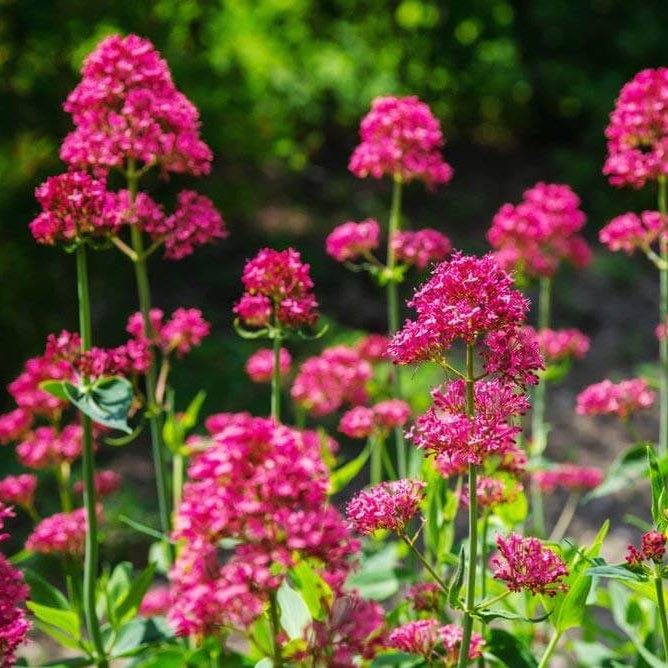 Jupiter’s Beard Seeds - Flower Plant