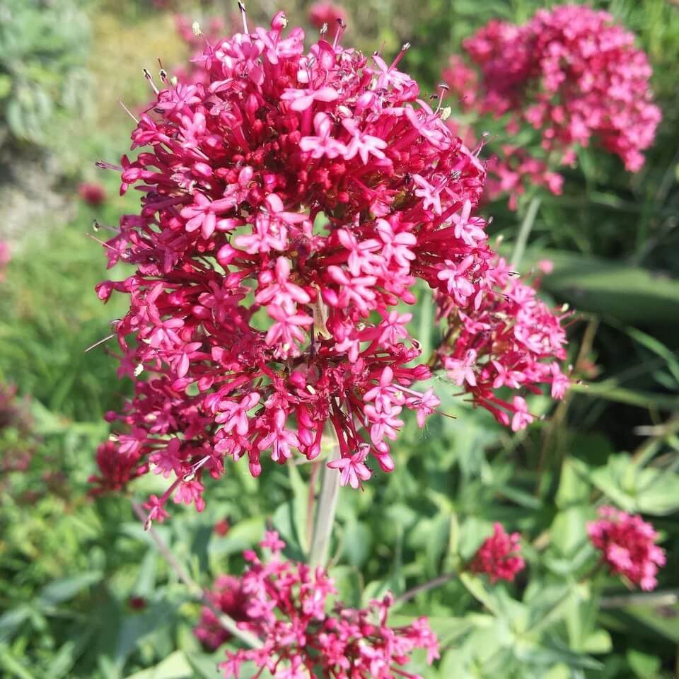 Jupiter’s Beard Seeds - Flower Plant