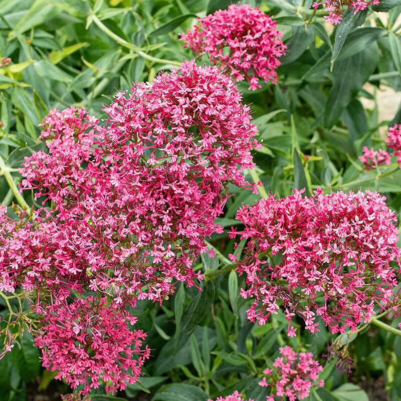 Jupiter’s Beard Seeds - Flower Plant