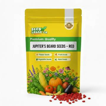 Jupiter's Beard Seeds – Red