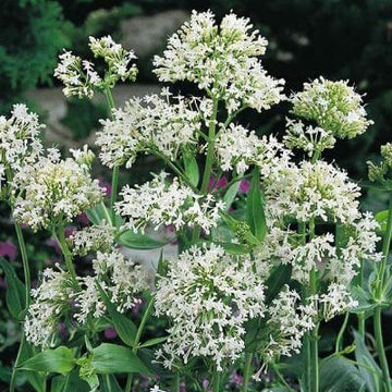 Jupiter's Beard Seeds – Wildflower Mix, Heirloom
