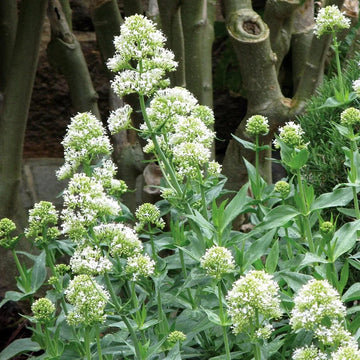 Jupiter's Beard Seeds – Wildflower Mix, Heirloom
