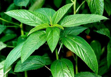 Jute Seeds – KVITER Molokhia