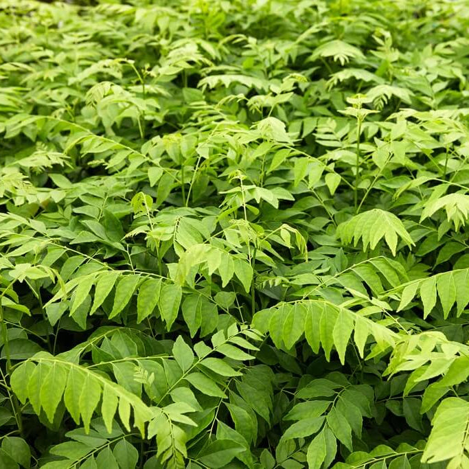 Kadi Patta Seeds - Vegetable Plant