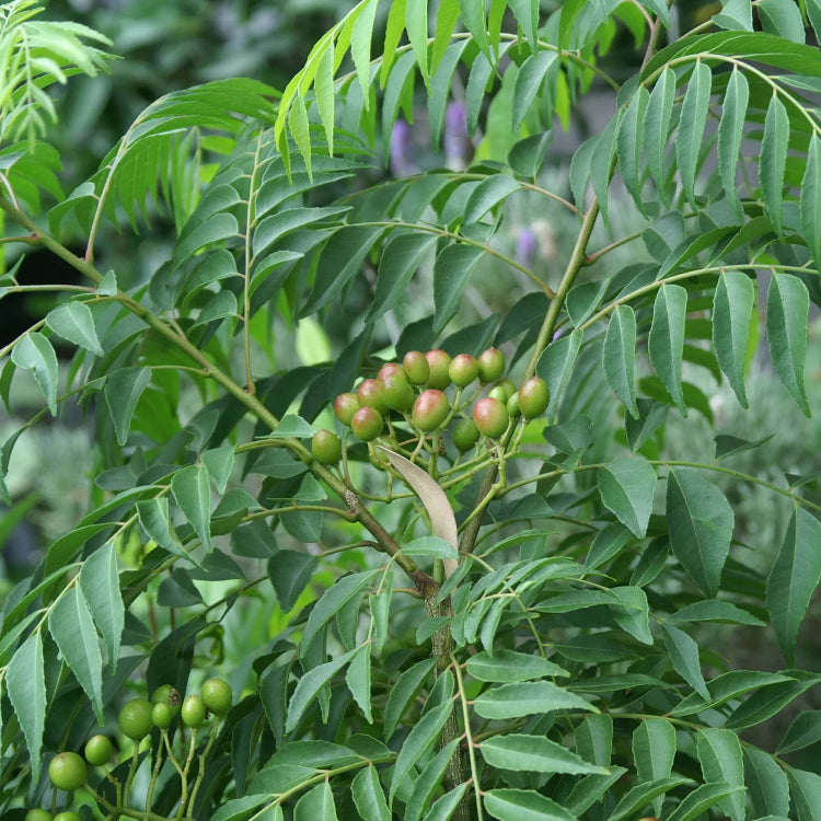 Kadi Patta Seeds - Vegetable Plant