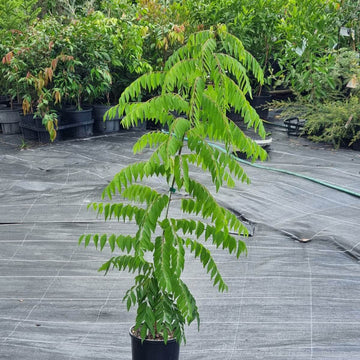 Kadi Patta Seeds - Vegetable Plant