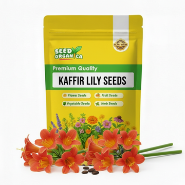 Kaffir Lily Seeds
