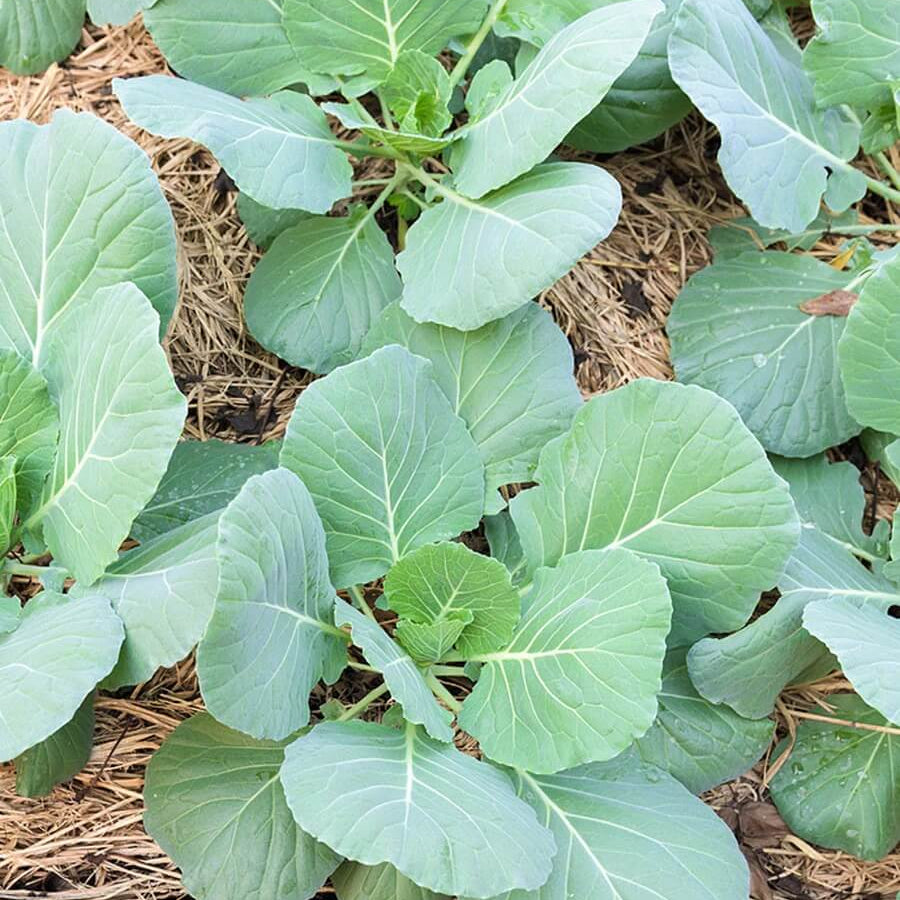 Kai Lan Seeds - Vegetable Plant