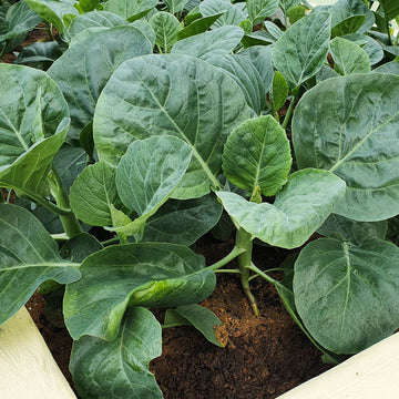 Kai Lan Seeds - Vegetable Plant