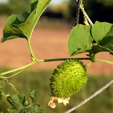Kakrol Seeds
