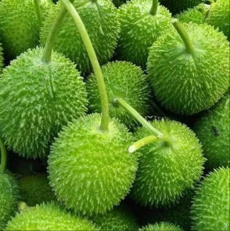 Kakrol Seeds
