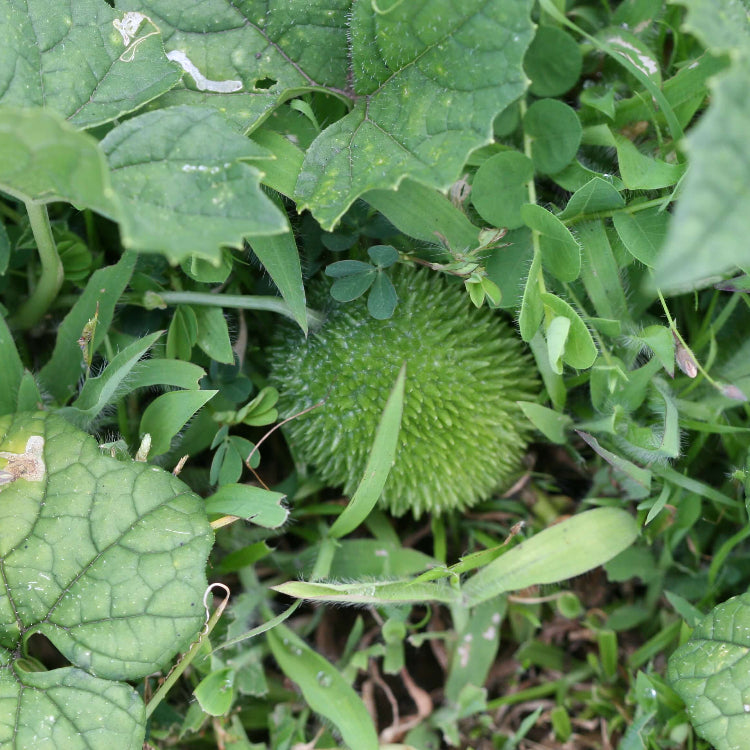 Kakrol Seeds