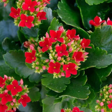 Kalanchoe Seeds – Blossfeldiana