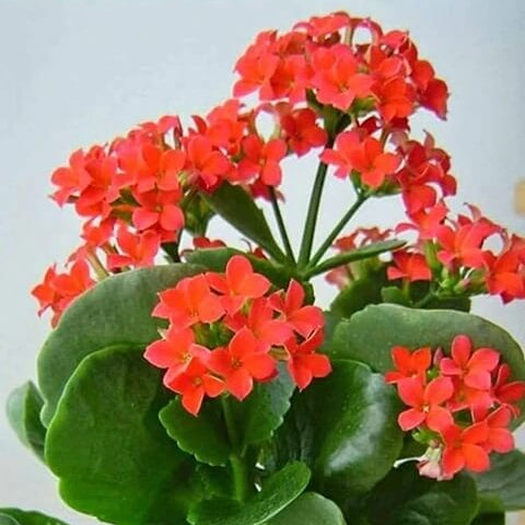 Kalanchoe Seeds – Blossfeldiana