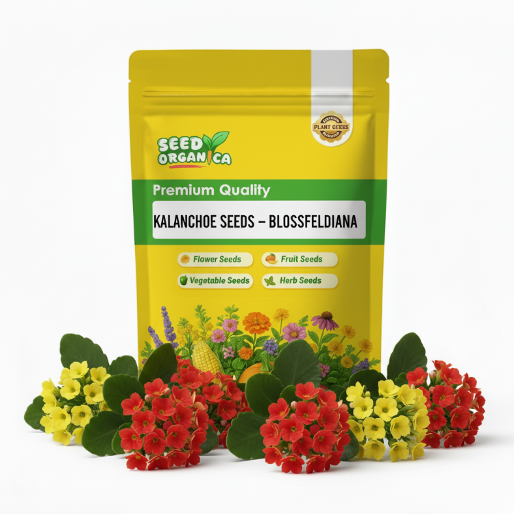 Kalanchoe Seeds – Blossfeldiana
