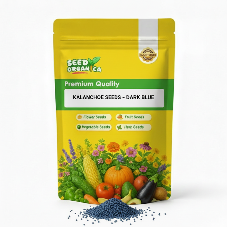 Kalanchoe Seeds –  Dark Blue