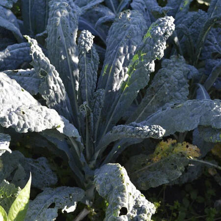 Kale Seeds – Cavolo Nero