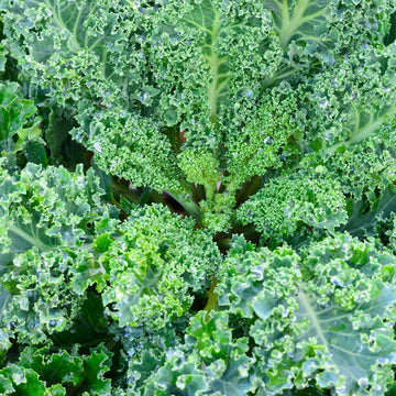 Kale Seeds – Curled 