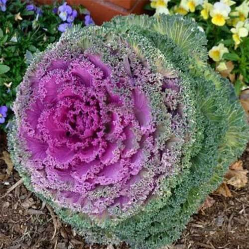 Kale Seeds – Ornamental Mix