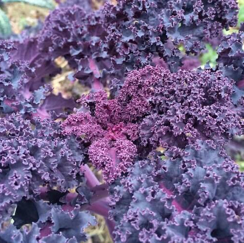 Kale Seeds – Purple Scarlet
