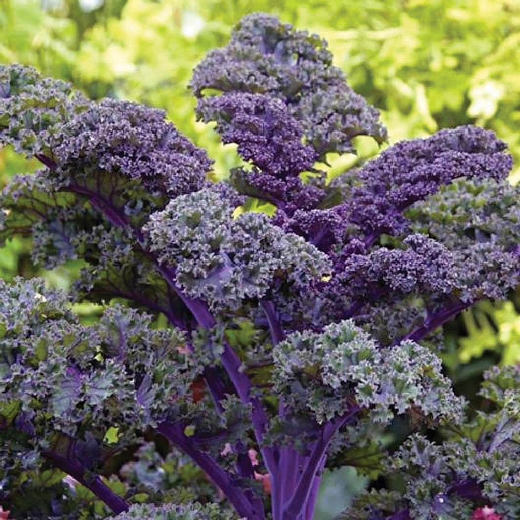 Kale Seeds – Violet 