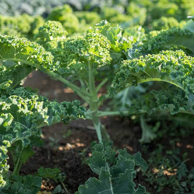 Kale Seeds - All In One For Home Gardens