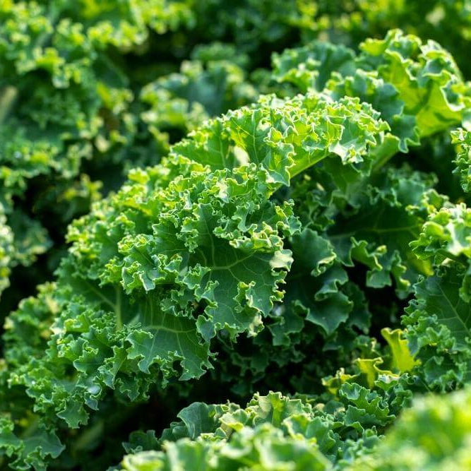 Kale Seeds - All In One For Home Gardens