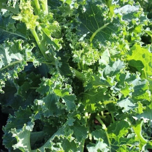 Kale Seeds - All In One For Home Gardens