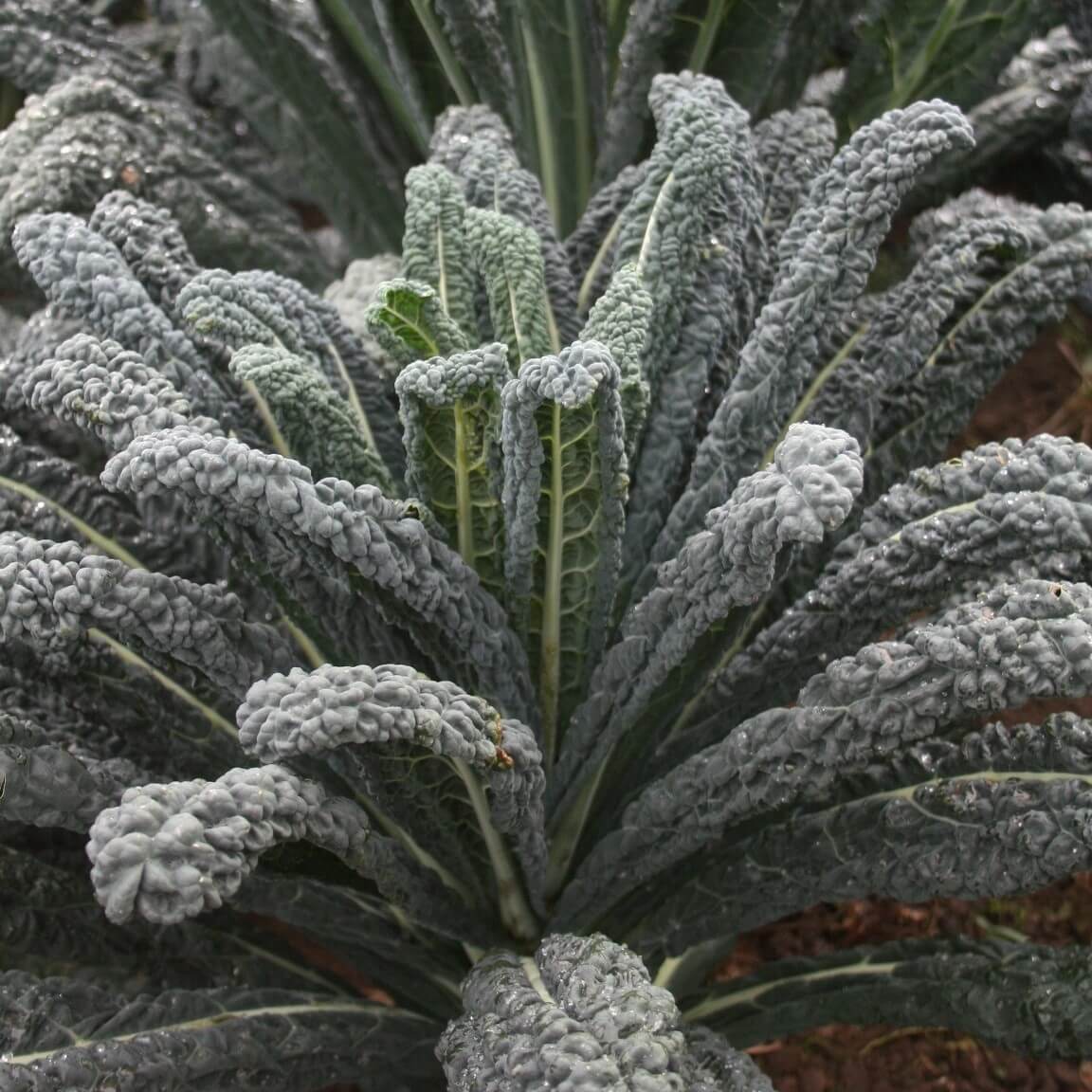 Kale Seeds – Cavolo Nero