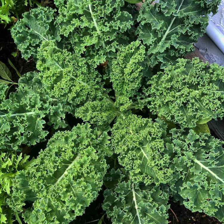 Kale Seeds – Curled 