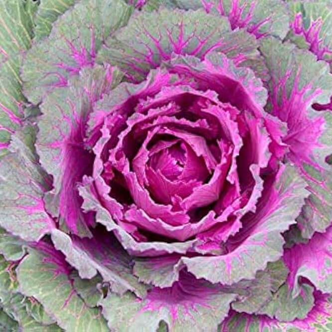 Kale Seeds – Ornamental Mix
