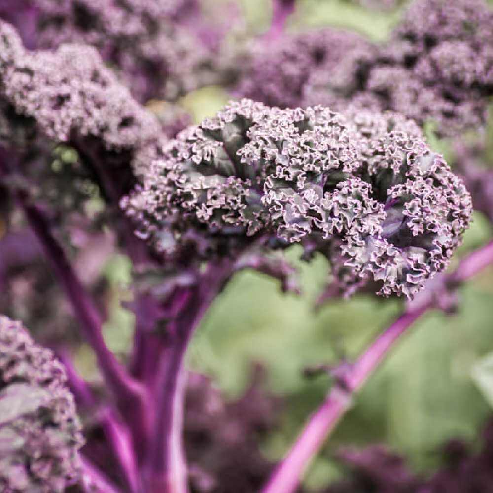 Kale Seeds – Purple Scarlet