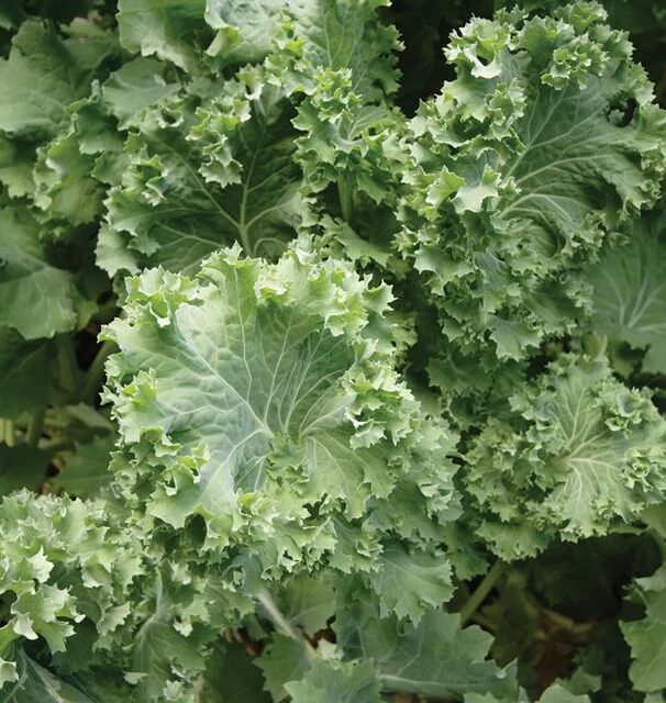 Kale Seeds – Siberian