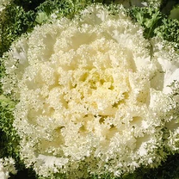 Kale Seeds – White 