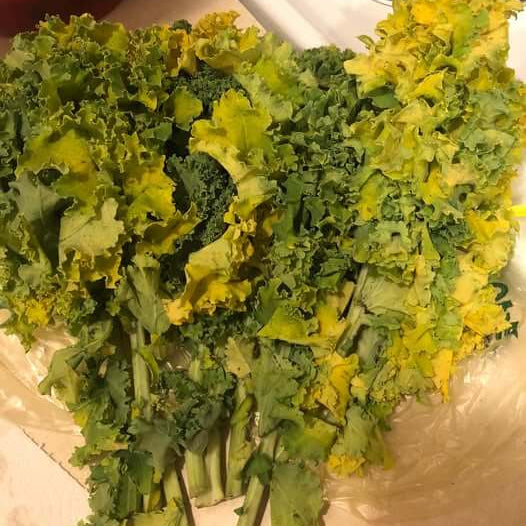 Kale Seeds – Yellow