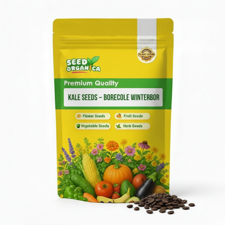 Kale Seeds – Borecole Winterbor