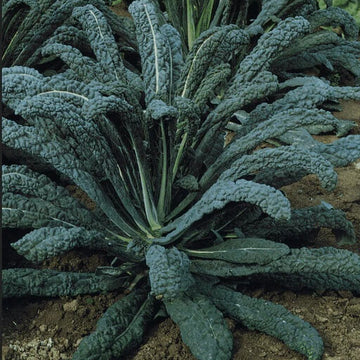 Kale Seeds – Cavolo Nero