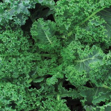 Kale Seeds – Curled 
