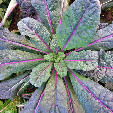 Kale Seeds – Dazzling 