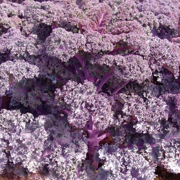 Kale Seeds – Purple Scarlet
