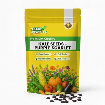 Kale Seeds – Purple Scarlet