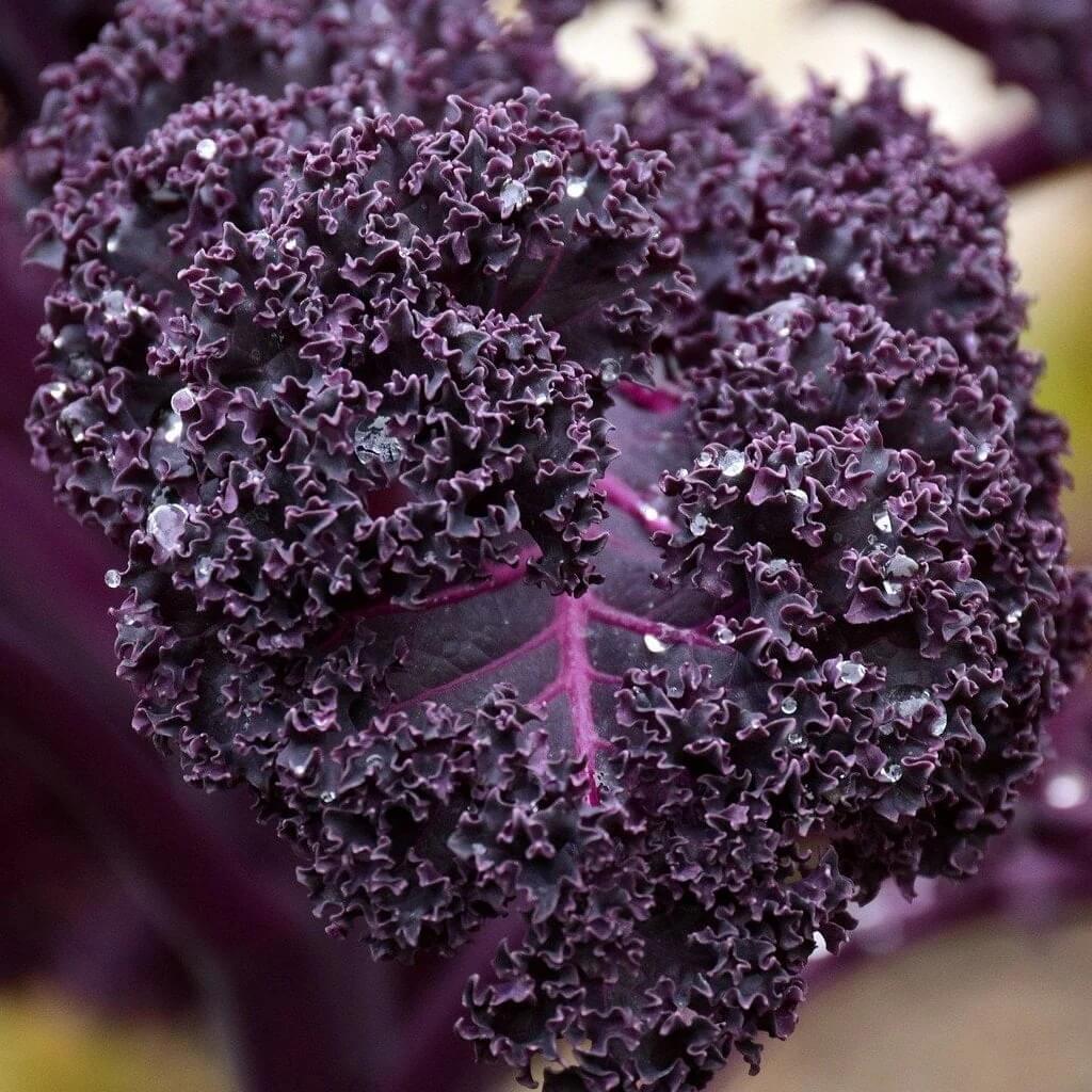 Kale Seeds – Violet 