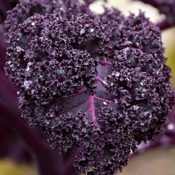 Kale Seeds – Violet 