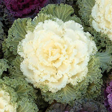 Kale Seeds – White 