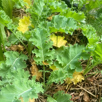 Kale Seeds – Yellow